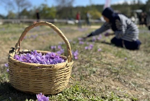 Safran çiçekleri açtı, festival vakti geldi