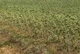 Sağanak ile dolu ekili alanlara zarar verdi!