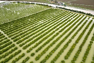 Sağanak tarım arazilerini vurdu!