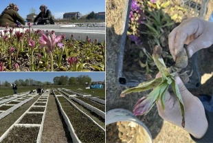Samsun'da özel izinle üretilen salep orkidesinde hasat mesaisi