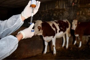 Şap hastalığına karşı 8,5 milyon doz aşı sahaya gönderildi