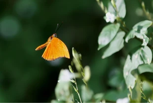 Şebiarus ziyaretçileri kelebeklerin tropikal dünyasını da keşfedecek
