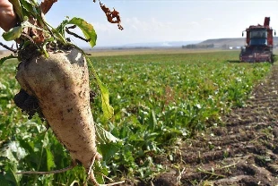 Şeker pancarının tonu 3 bin 100 lira oldu