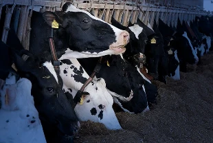 Sektörden net mesaj: Et ve sütte arz sıkıntısı beklenmiyor