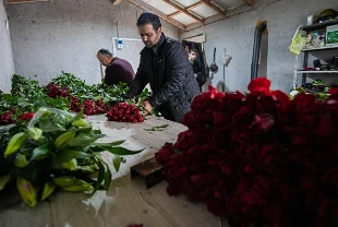 Sevgililer günü yaklaştı işler yoğunlaştı! Seralarda gül mesaisi sürüyor