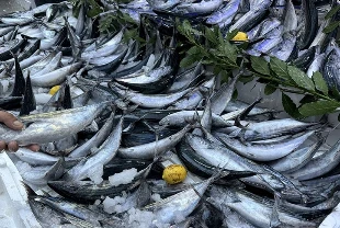Sinop’ta balıkçıların yüzü güldü: Bir gecede 3 bin 200 palamut avlandı