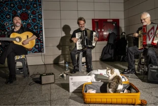 Sirkeci'de sokak sanatçılarına eşlik eden kedi yürekleri ısıtıyor