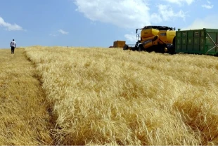 Son buğdaylar hasat ediliyor