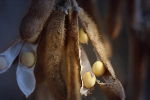 Soya fasulyesi ABD ve Çin için neden bu kadar önemli?
