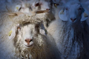 Sözleşmeli üretime 'tiftik' de eklendi