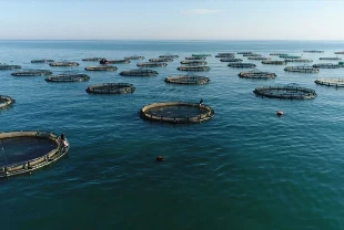 Su ürünleri ihracatı 1 milyar dolara dayandı