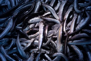 Su ürünleri ihracatında cumhuriyet tarihi rekoru