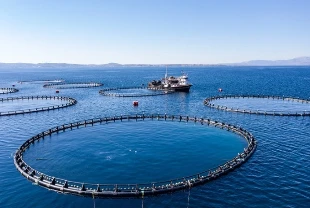 Su ürünleri üretimi yüzde 7,6 azaldı
