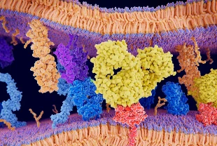 Süper bilgisayar, proteinlerin gizli dilini çözdü