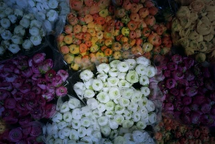 Süs bitkileri ihracatı yüzde 14 arttı: 83 ülkeye gönderildi