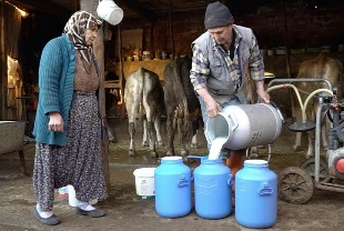 Süt sektöründeki 39 teşebbüse soruşturma