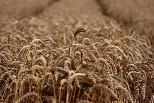 Tahıl üretimi arttı! Gıda fiyatlarını etkilemesi bekleniyor