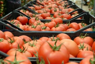 Tarım, gıda ve içecekten 7 ayda 15,5 milyar dolarlık ihracat