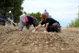 Tarım işçilerinin günlük ücreti 2025'te yüzde 37,8 arttı!