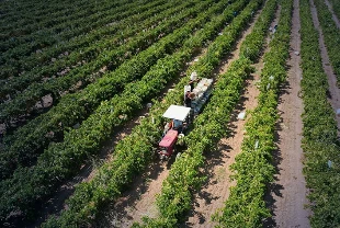 Tarım sektöründe küresel etki: Hürmüz Boğazı'ndaki aksamalar çiftçiyi vurdu