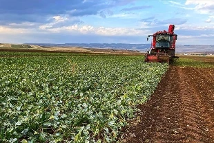 Tarım ve Orman Bakanlığı duyurdu: Çiftçilere bugün 116,3 milyon lira tarımsal destekleme ödemesi yapılacak