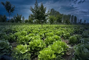 Tarımda teknolojik dönüşüm: Bakanlıktan 'akıllı tarım' odaklı projelere hibe desteği