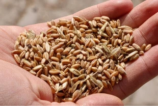 Tarımda yerli tohum hamlesi: 39 yeni çeşit daha tescil aldı