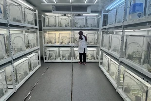 Tarımsal üretimde biyolojik savunma: 40 ilde 1,6 milyon samuray arısı doğaya salınacak