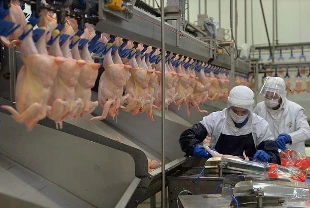 Tavuk eti üretimi arttı, yumurta üretimi azaldı