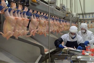 Tavuk eti üretiminin Kasım 2025’te yıllık artışı sürdü!