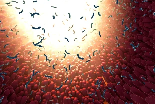 Tehlikeli bakterileri yakalayıp öldüren bir bağırsak proteini keşfedildi