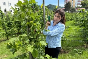 Tescilli Giresun tombul fındığında yeni dikim uygulamaları verimi artırdı