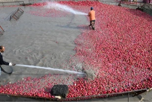 Tescilli turpların hasat dönemi başladı! Zorlu yıkama mesaisi sürüyor
