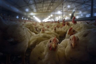 Ticaret Bakanlığı açıkladı! Tavuk ihracatı durduruldu
