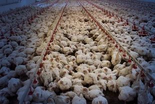 Ticaret Bakanlığı’ndan tavuk ihracatı açıklaması: 'Süreç hassasiyetle izleniyor'