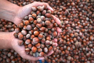 Ticaret borsalarında 2025'in ilk 5 ayında 217 bin tonu aşkın fındık işlem gördü