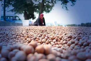 Ticaret borsalarında 3 ayda 138 bin tondan fazla fındık işlem gördü
