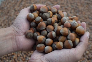 Ticaret borsalarında 7 ayda 260 bini aşkın fındık işlem gördü