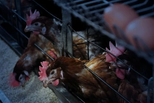 Ticari kanatlı işletmelerine yeni kurallar: Teknik ve sağlık şartları belirlendi