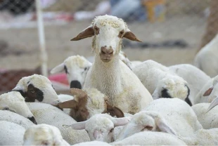 TİGEM 120 reforme küçükbaş hayvan satacak