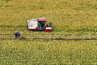 TİGEM, 4,1 milyon kilogram buğdayı satışa çıkarıyor