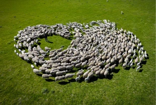 TİGEM Karacabey’de kuzu doğumlarında ikizlik oranı yüzde 40’ı aştı