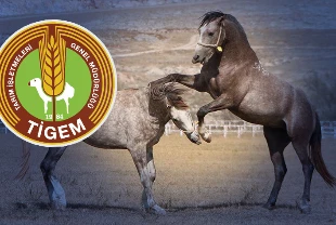 TİGEM'den açıklama geldi: 59 safkan Arap koşu tayı satılacak