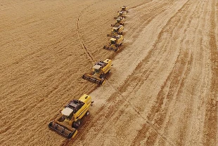 TMO 2025 yılı hububat alım fiyatlarını açıkladı: Buğday 13 bin 500 TL, arpa 11 bin TL