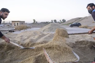 TMO çeltik alım fiyatlarını açıkladı: Baldo 40 bin, Osmancık 32 bin lira