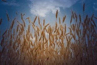 TMO hububat raporunu yayımladı: Rekoltede gözler ilkbahar yağışlarında