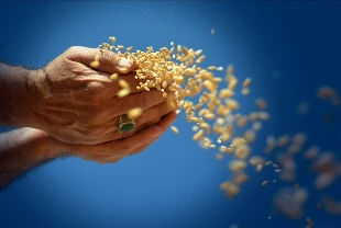 TMO'nun 2026 alım hedefi: 3,5 milyon ton buğday, 1,5 milyon ton mısır