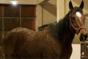 TMSF’den açık artırma ilanı: Safkan İngiliz kısrak ve tay satılacak