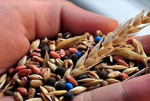 Tohum pazarında 7 firmaya rekabet soruşturması
