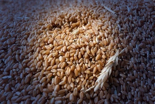 Tohum sertifikasyonu için yeni adım: Tohumluk yönetim sistemi kuruluyor